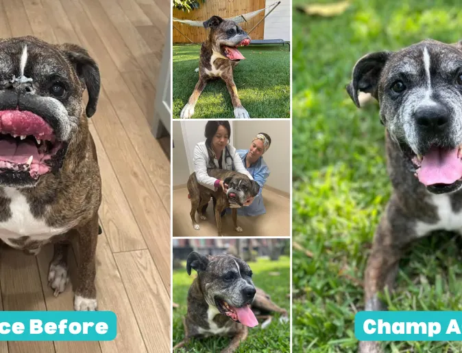 A collage of Chances' before and after photos